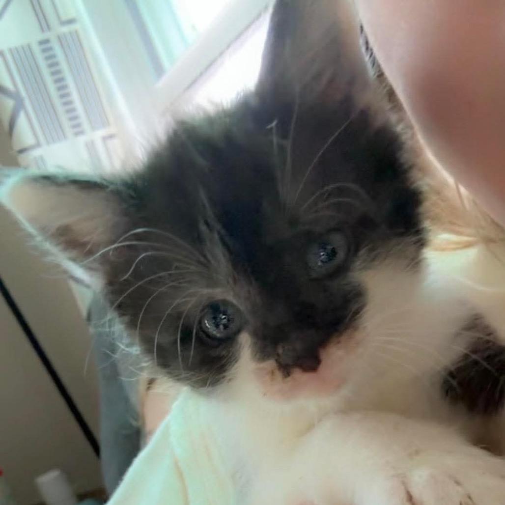 Enlarge Poppy, a Adoptable Domestic Short Hair in Chillicothe, IL image 2/2