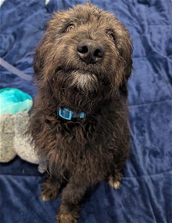 Enlarge MARS, a Adoptable mixed breed in Toronto, ON image 1/1