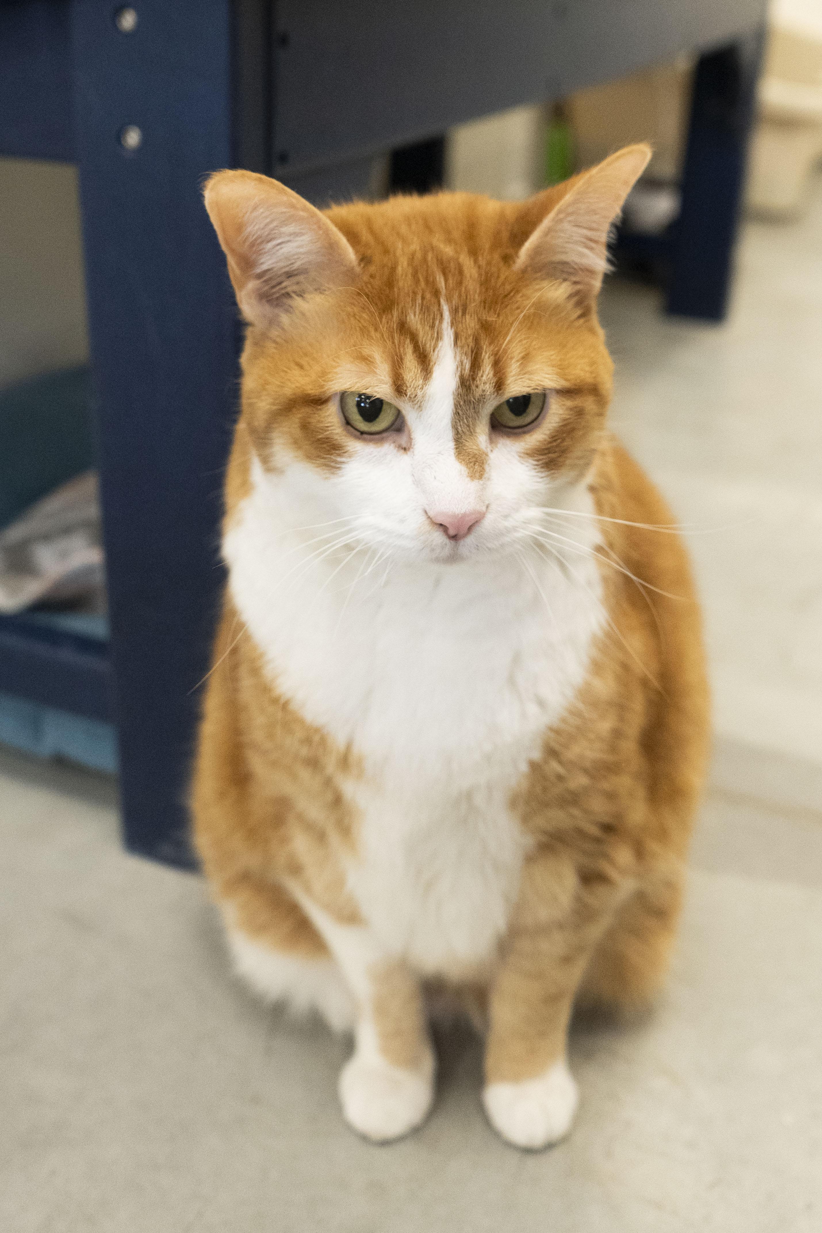Enlarge Belle, an adopted Domestic Short Hair in Boise, ID image 2/2