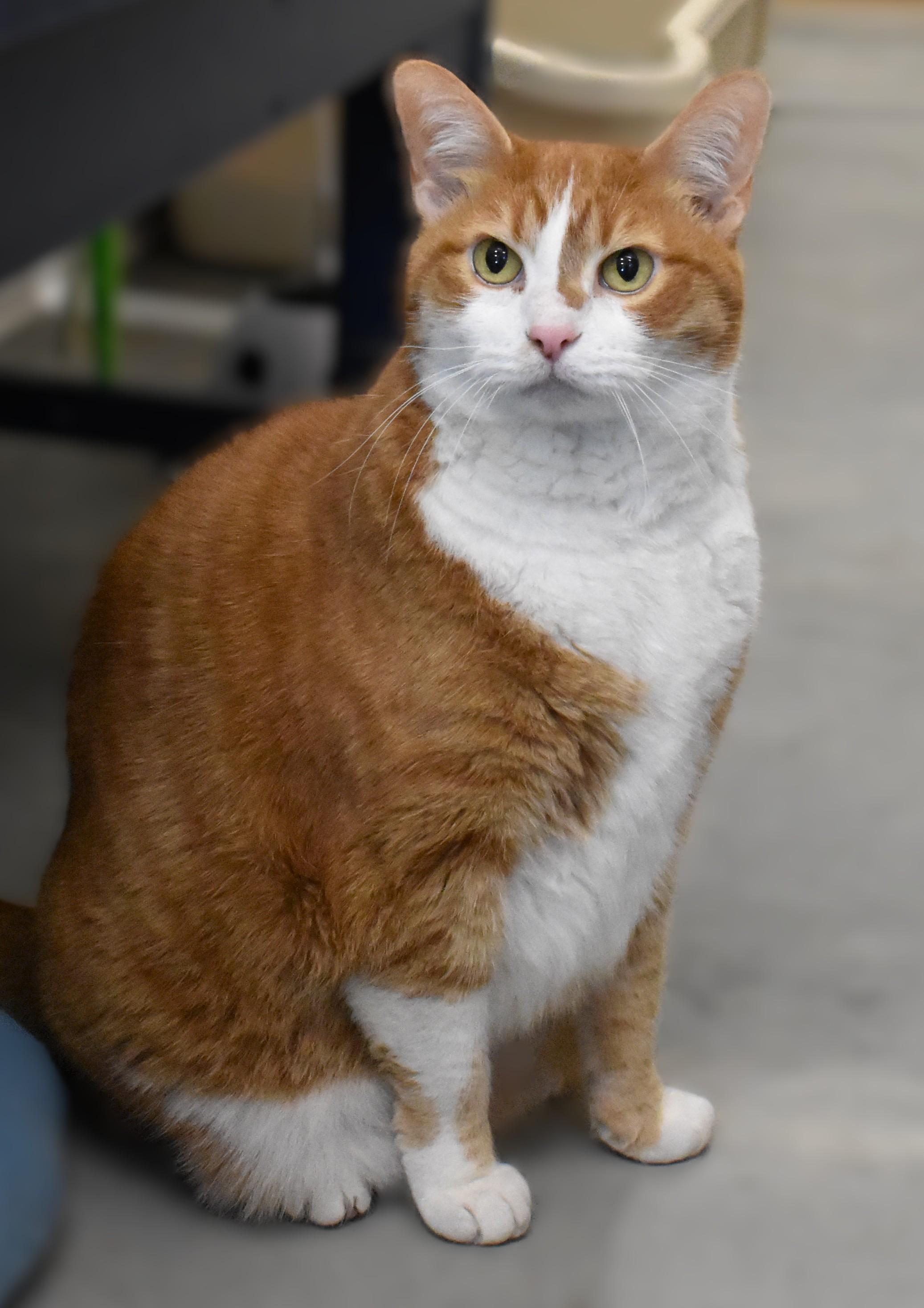 Enlarge Belle, an adopted Domestic Short Hair in Boise, ID image 1/2