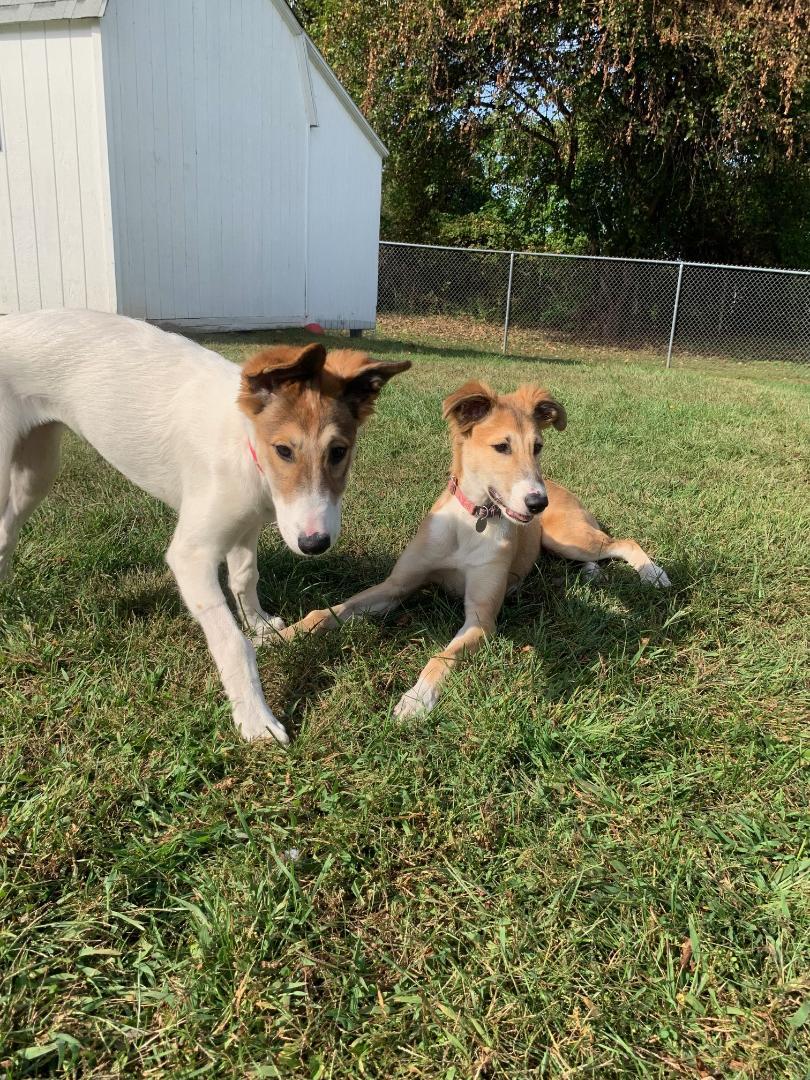 Sadie, an adoptable Greyhound, Borzoi in New Milford, CT, 06776 | Photo Image 4