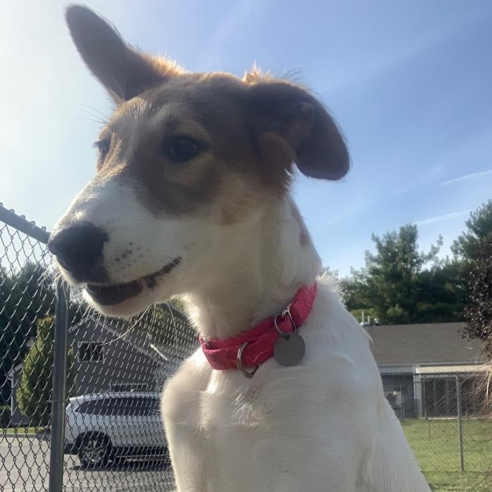 Sadie, an adoptable Greyhound, Borzoi in New Milford, CT, 06776 | Photo Image 1