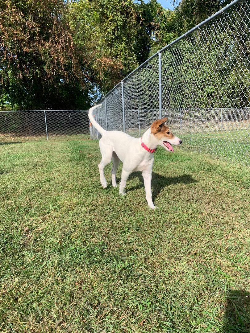 Sadie, an adoptable Greyhound, Borzoi in New Milford, CT, 06776 | Photo Image 5