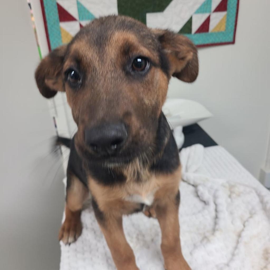 Enlarge Chestnut, a Adoptable Mixed Breed in Hemet, CA image 1/4