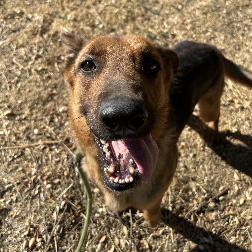 Enlarge Chestnut, a Adoptable Mixed Breed in Hemet, CA image 2/4