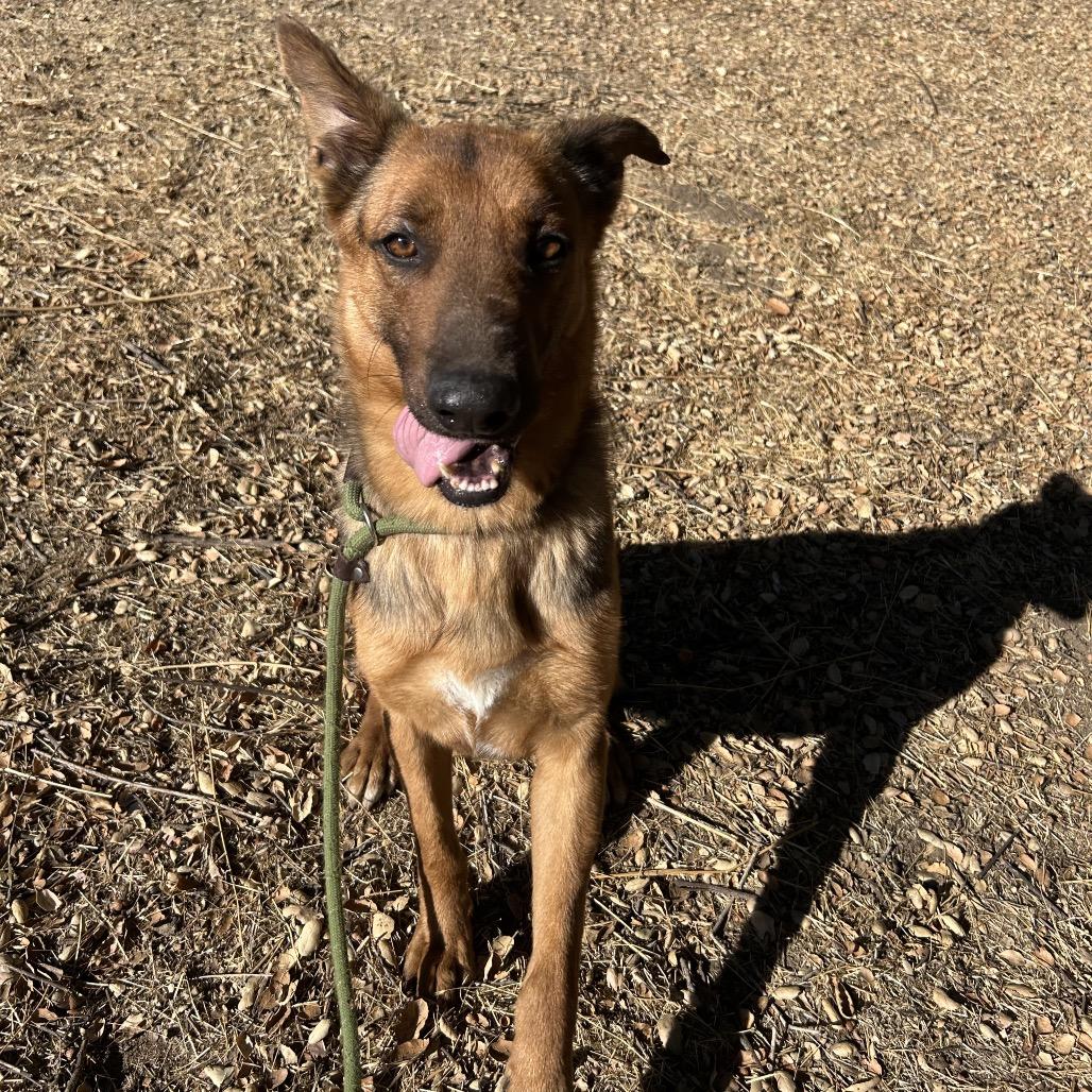 Enlarge Chestnut, a Adoptable Mixed Breed in Hemet, CA image 3/4