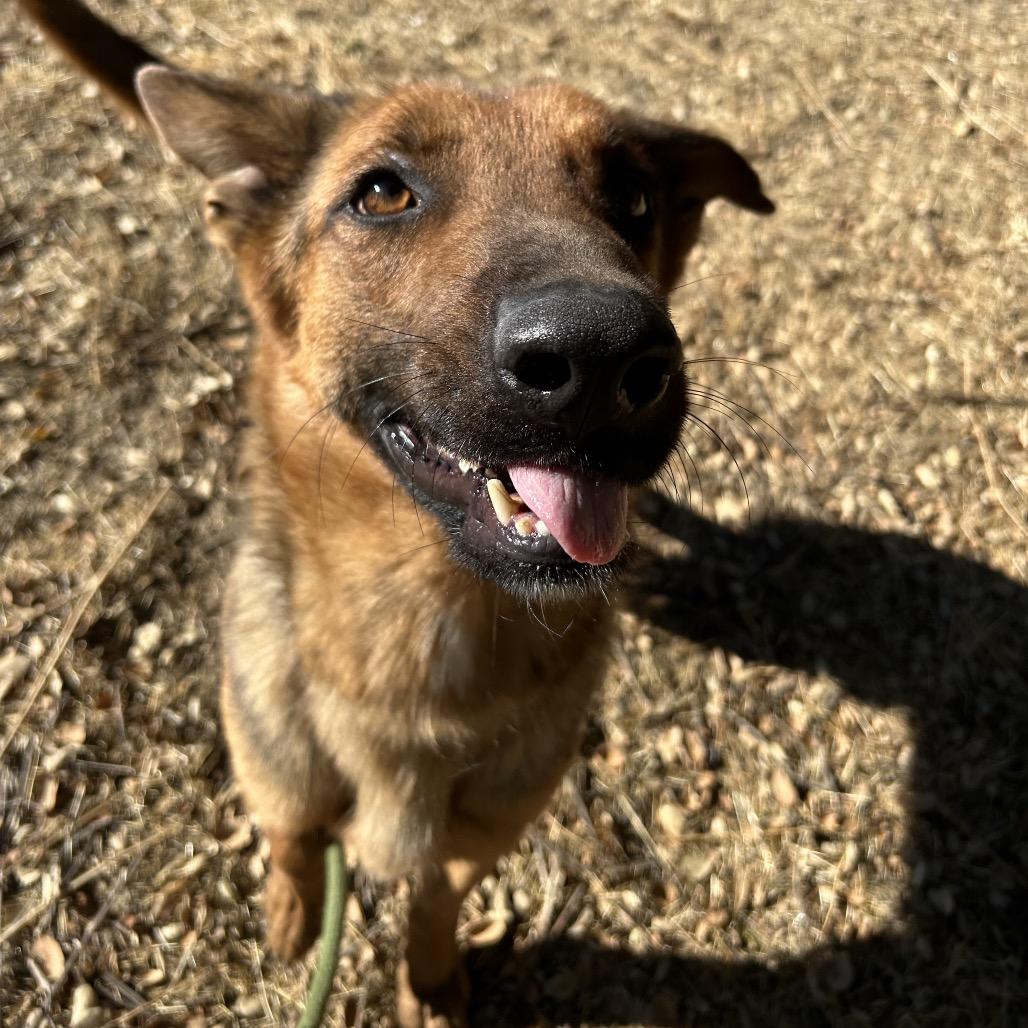 Enlarge Chestnut, a Adoptable Mixed Breed in Hemet, CA image 4/4