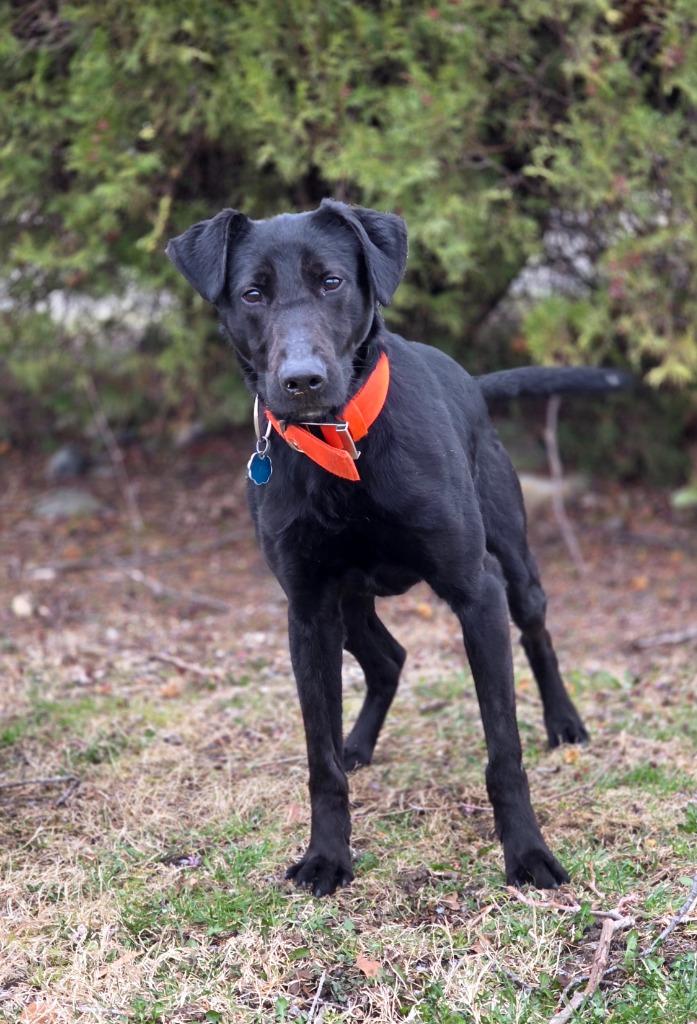 Apollo, Adoptable, Young Male Labrador Retriever & Border Collie.