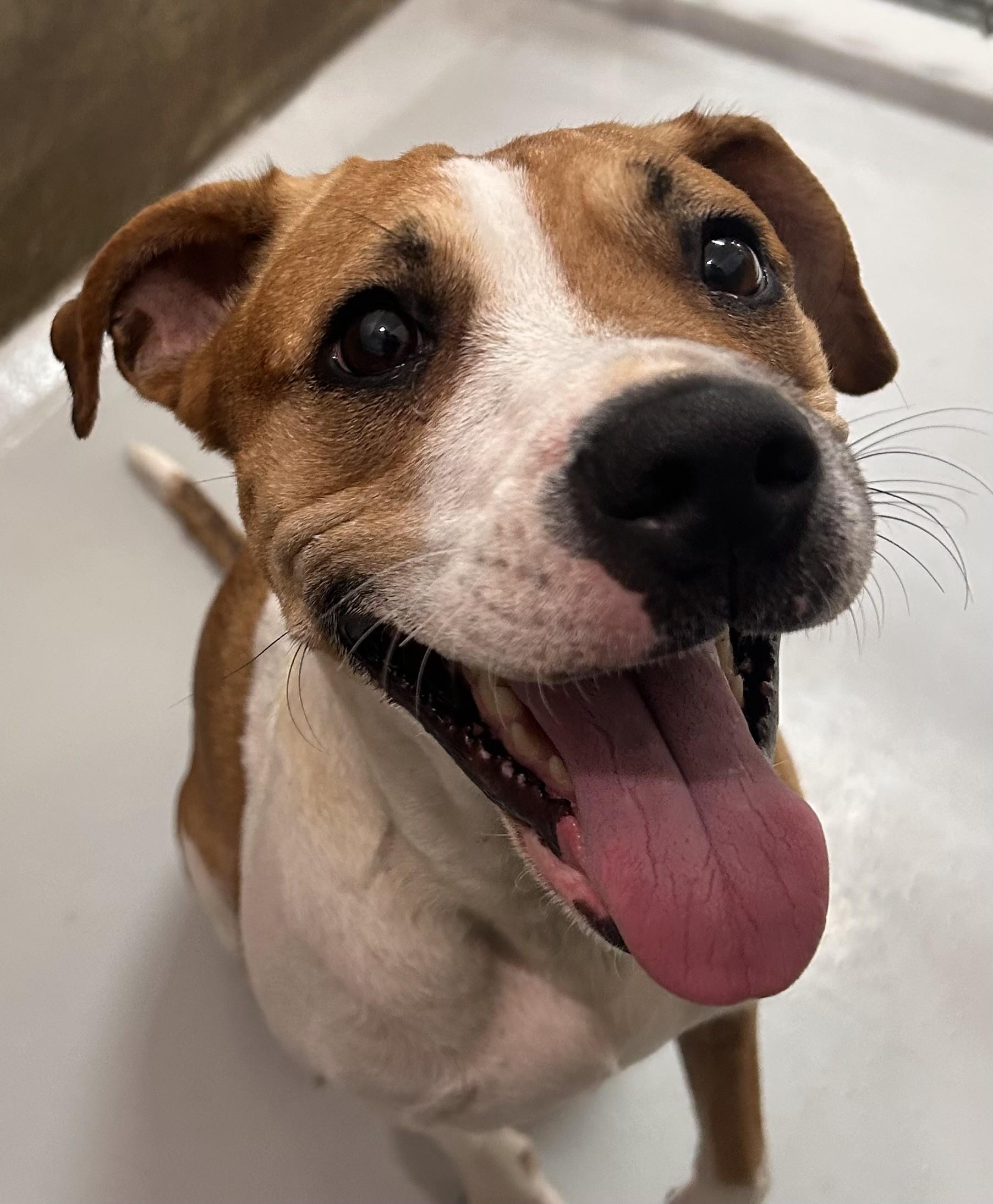 Enlarge Cinder, a Adoptable Mixed Breed in Germanton, NC image 1/2