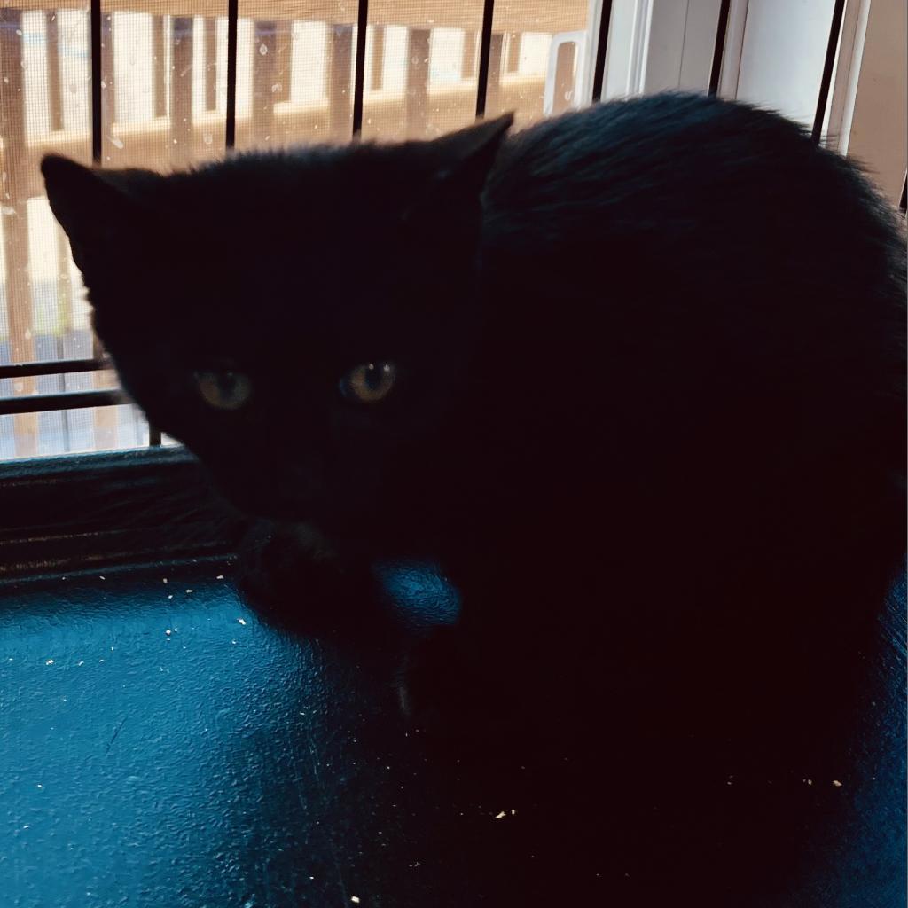 Esmeray, Adoptable, Adult Female Domestic Short Hair.