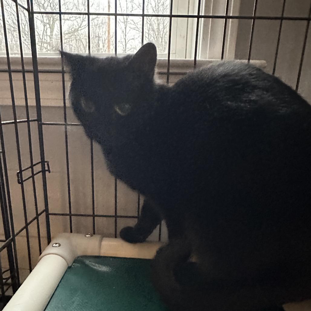 Enlarge Esmeray, a Adoptable Domestic Short Hair in Wappingers Falls, NY image 2/2