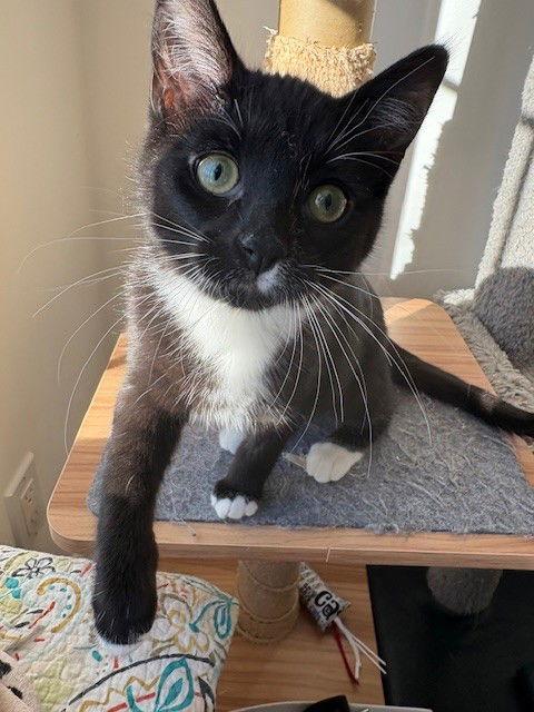 Kira (+ Sibling), Adoptable, Kitten Female Domestic Short Hair.