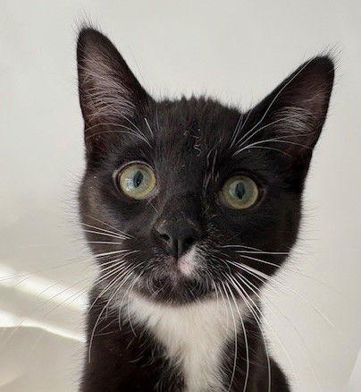 Kira (+ Sibling), a Adoptable Domestic Short Hair in Richmond Hill, ON image 2/3