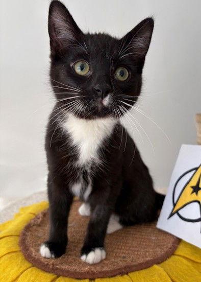 Kira (+ Sibling), a Adoptable Domestic Short Hair in Richmond Hill, ON image 3/3