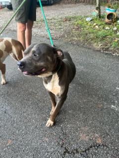 Enlarge Clyde, a ADOPTABLE mixed breed in Auburn, GA image 4/4