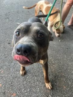 Enlarge Clyde, a ADOPTABLE mixed breed in Auburn, GA image 2/4