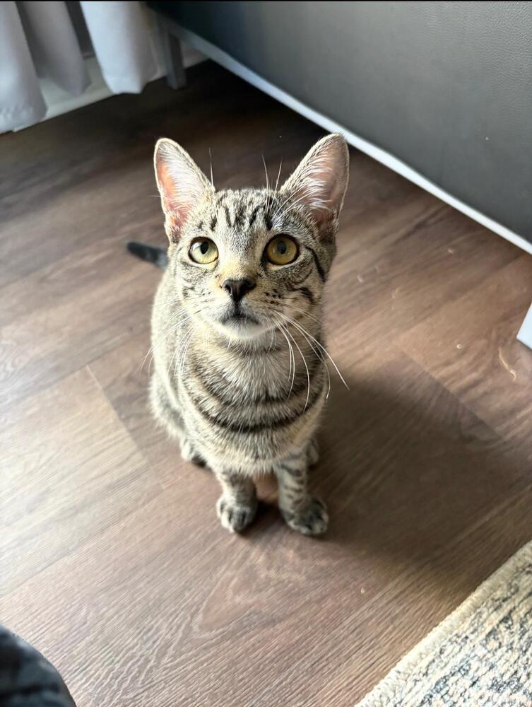 Turbo, a Adoptable Domestic Short Hair in Statesboro, GA image 2/2