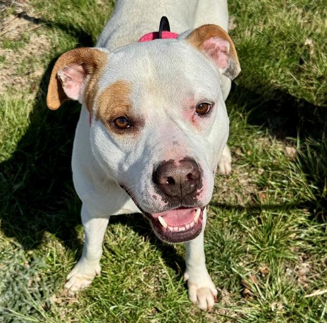 Enlarge EDDIE, a Adoptable mixed breed in Olivette, MO image 1/1