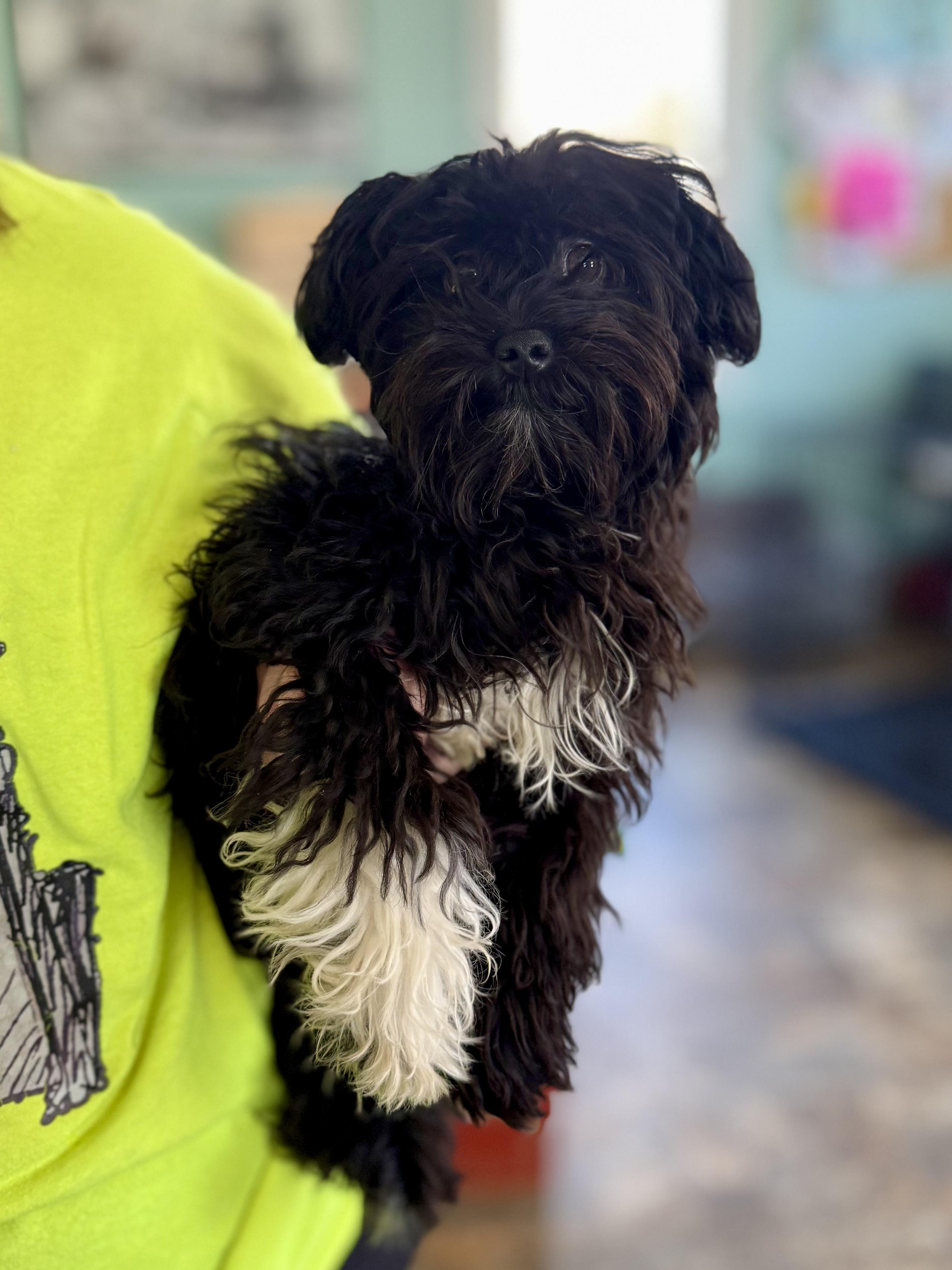 Angel, an adopted mixed breed in Anderson, IN image 2/2