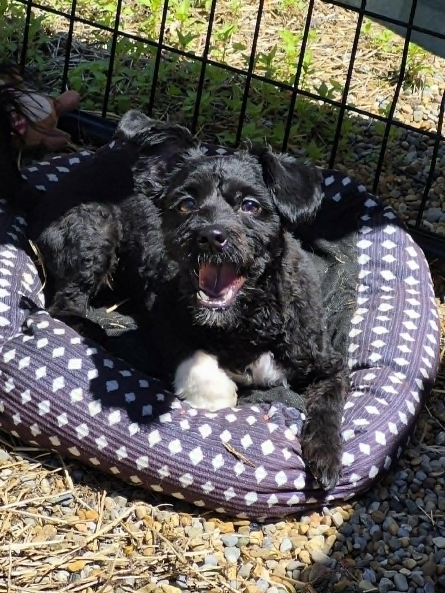 Angel, adopted, Puppy Female Poodle.