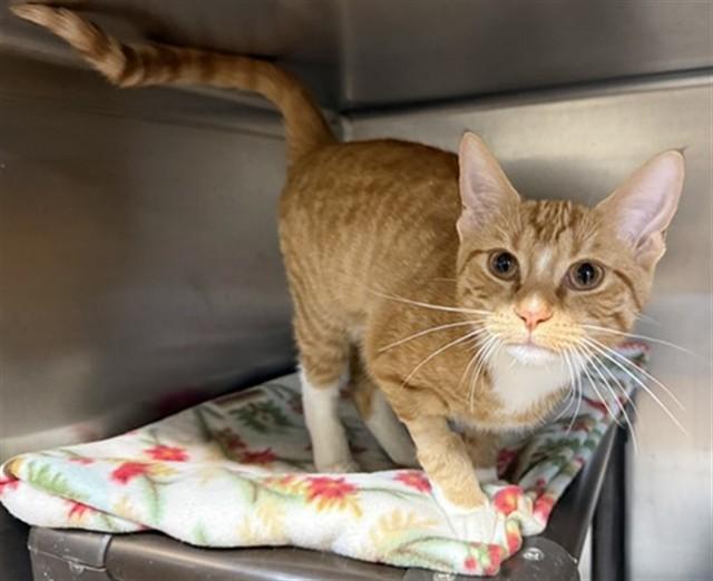 Enlarge RADDIANT, a Adoptable Domestic Short Hair in Aurora, IL image 1/1