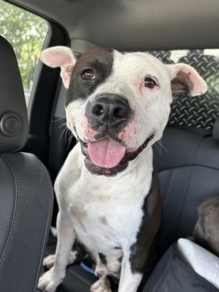 Tormund, Adoptable, Adult Male Terrier & Rottweiler.