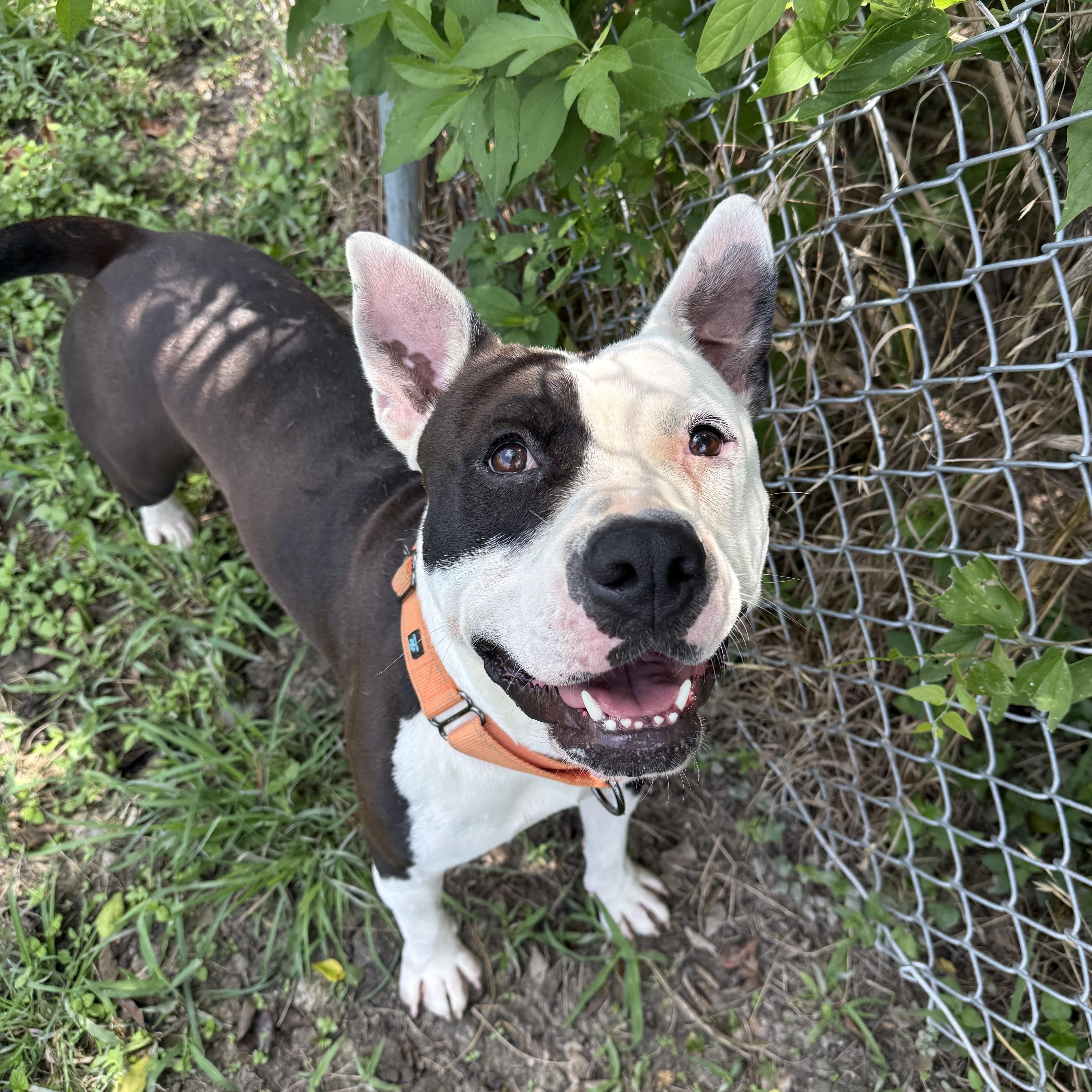 Tormund, Adoptable, Adult Male Terrier.