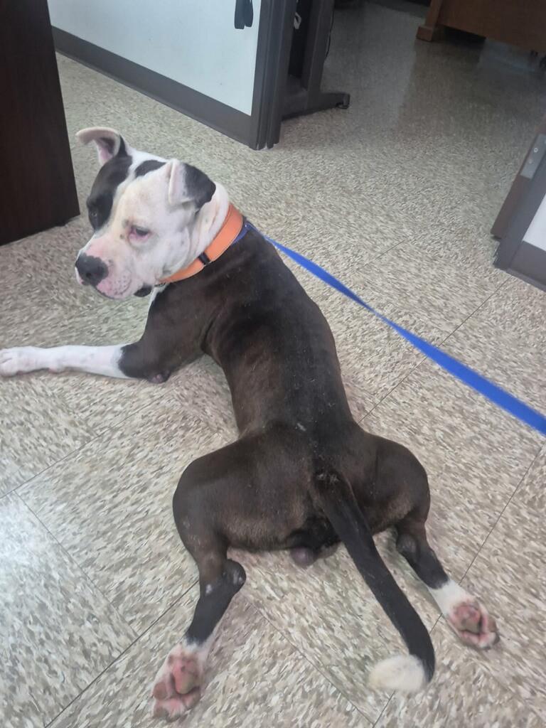 Tormund, a Adoptable mixed breed in Cibolo, TX image 4/5