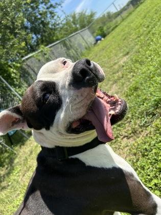 Tormund, a Adoptable mixed breed in Cibolo, TX image 3/5