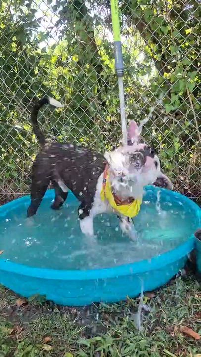 Enlarge Tormund, a Adoptable mixed breed in Cibolo, TX video 2/5