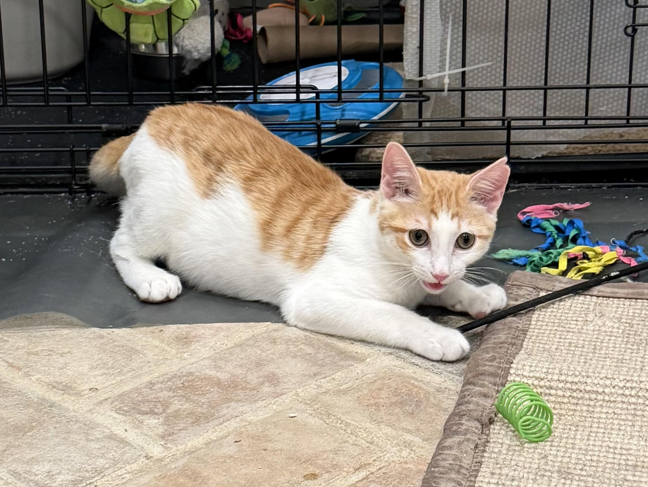 Enlarge Pitten - Riley Fuzzel Petsmart, an adopted Domestic Short Hair in Spring, TX image 2/6