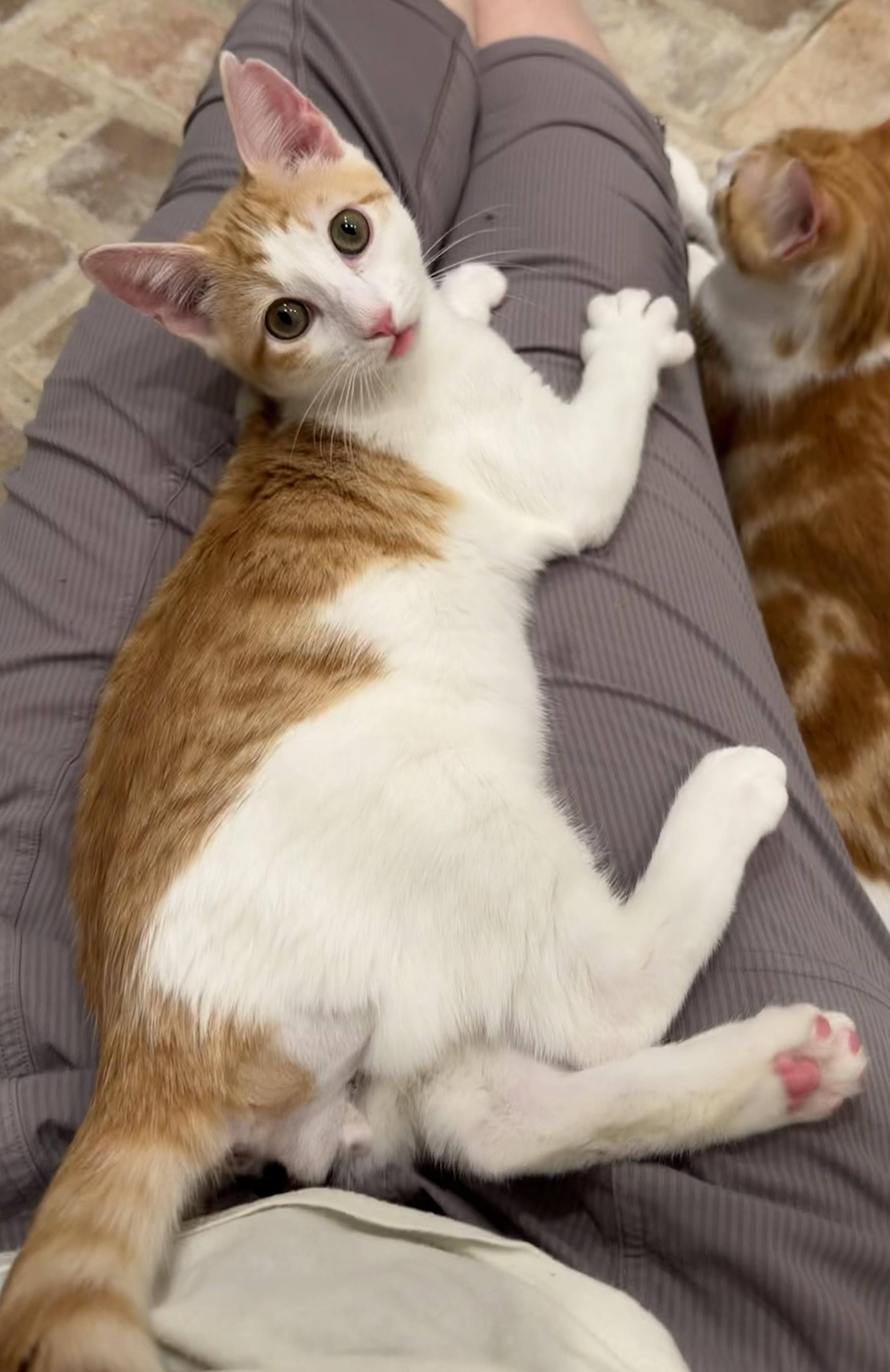 Enlarge Pitten - Riley Fuzzel Petsmart, an adopted Domestic Short Hair in Spring, TX image 3/6