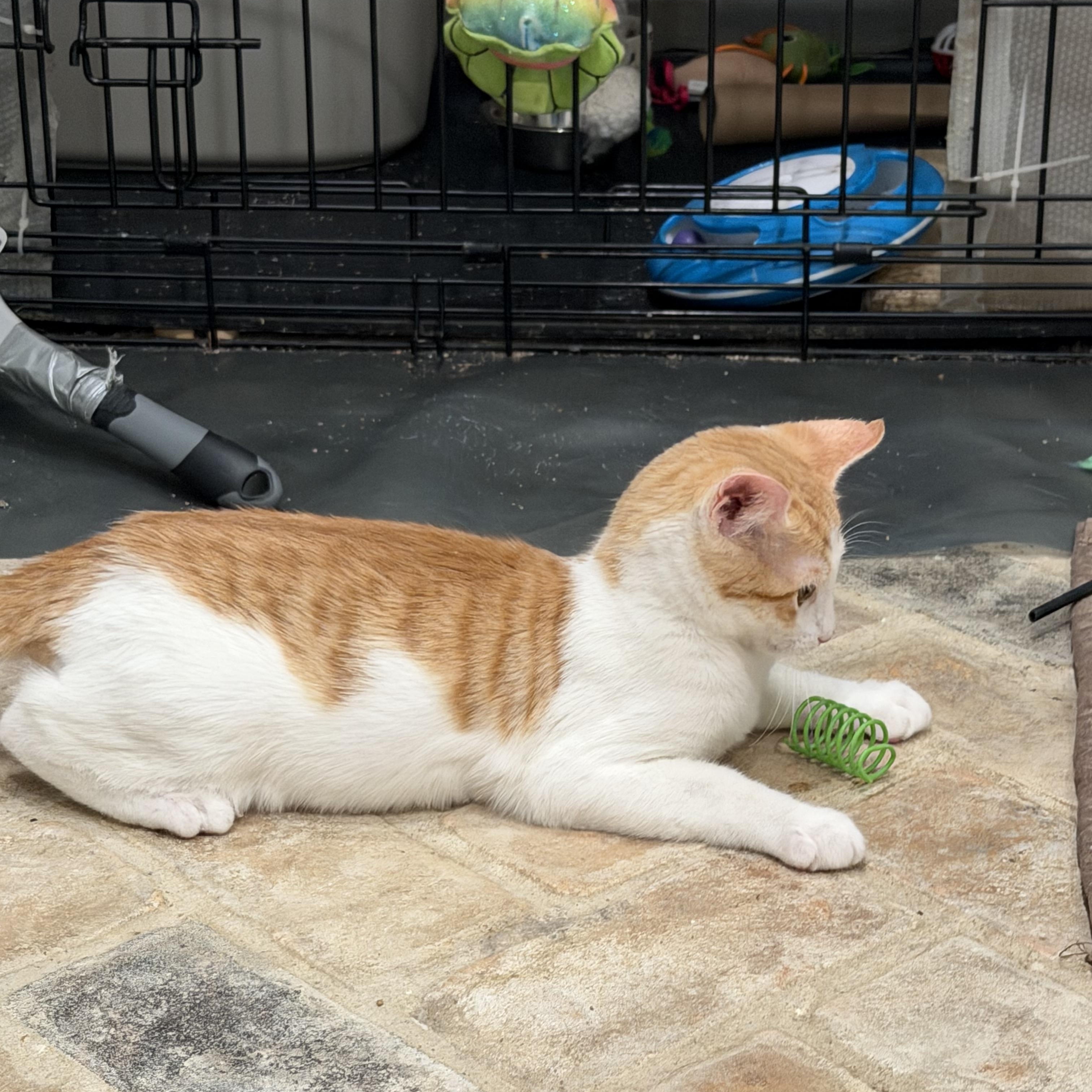 Enlarge Pitten - Riley Fuzzel Petsmart, an adopted Domestic Short Hair in Spring, TX image 6/6