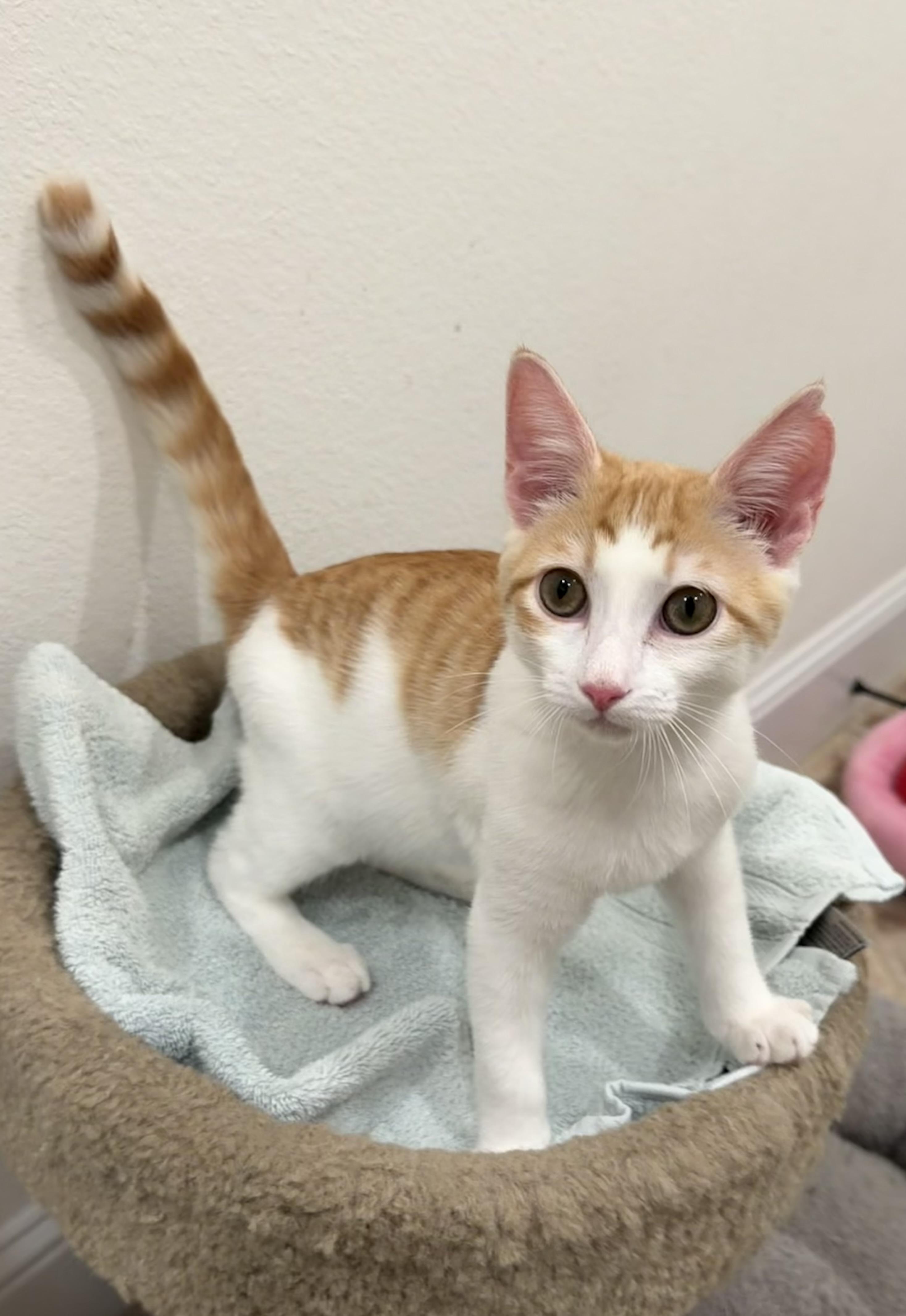 Enlarge Pitten - Riley Fuzzel Petsmart, an adopted Domestic Short Hair in Spring, TX image 1/6