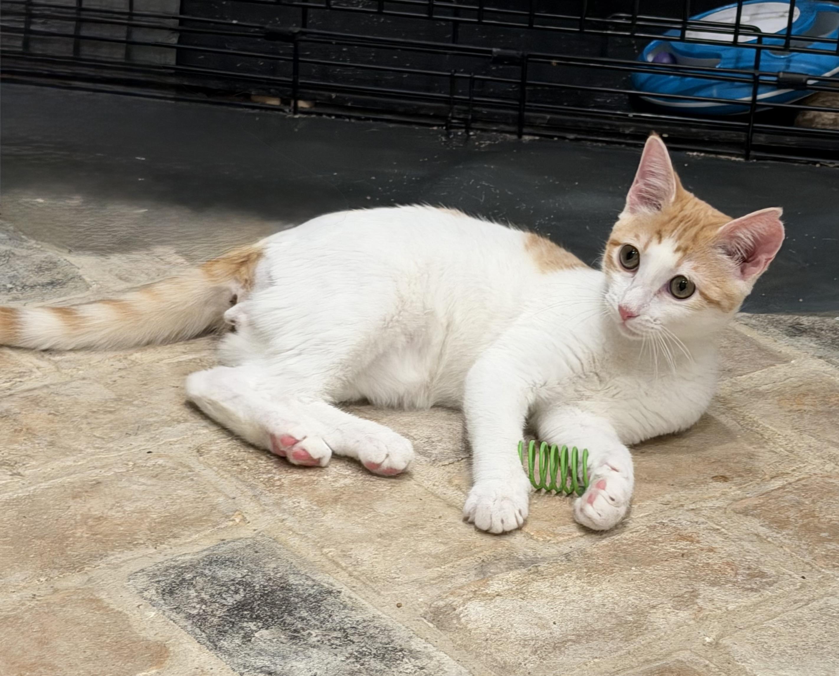 Enlarge Pitten - Riley Fuzzel Petsmart, an adopted Domestic Short Hair in Spring, TX image 5/6