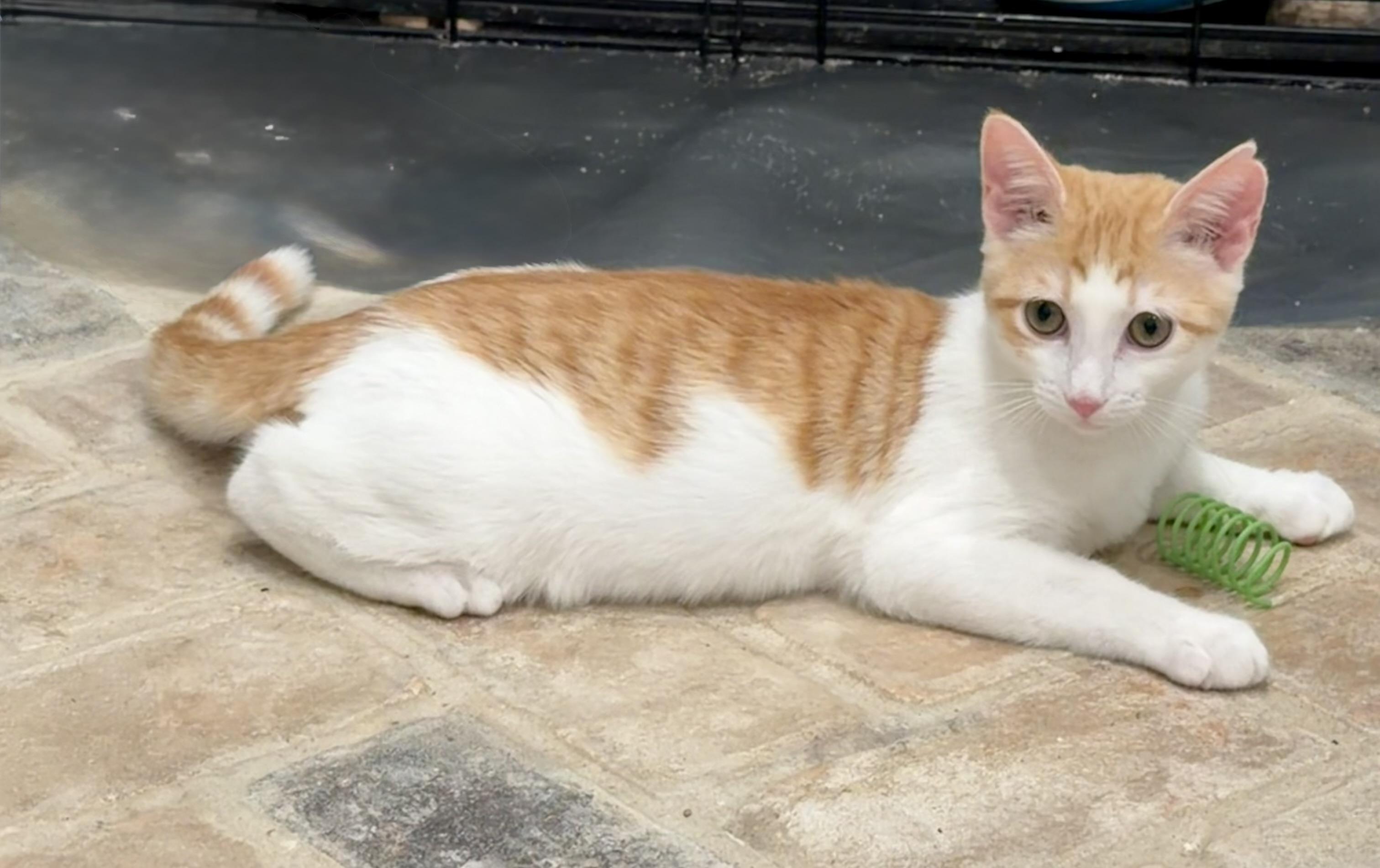 Enlarge Pitten - Riley Fuzzel Petsmart, an adopted Domestic Short Hair in Spring, TX image 4/6