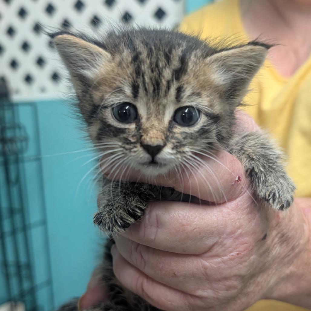 Enlarge JD, a Adoptable Domestic Short Hair in Jefferson city, TN image 1/1