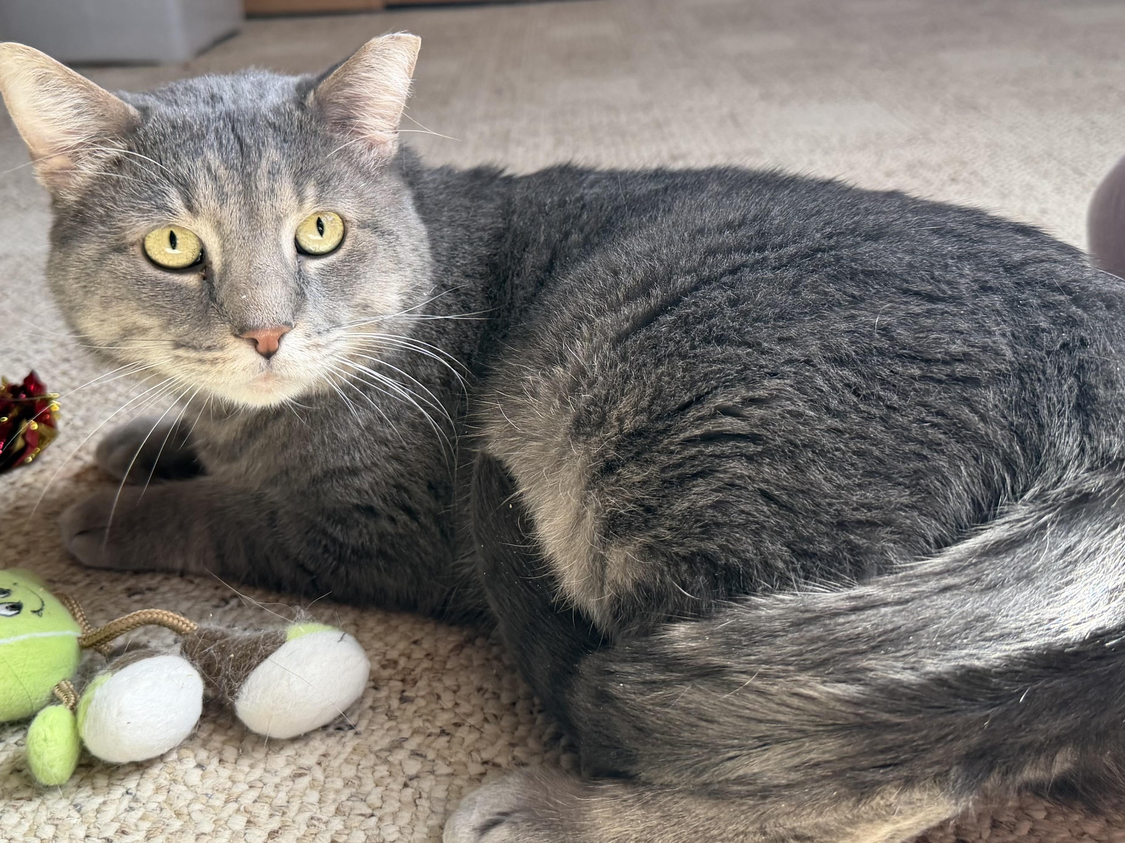 Cinder, an adoption pending Domestic Short Hair in Sedalia, MO image 5/5