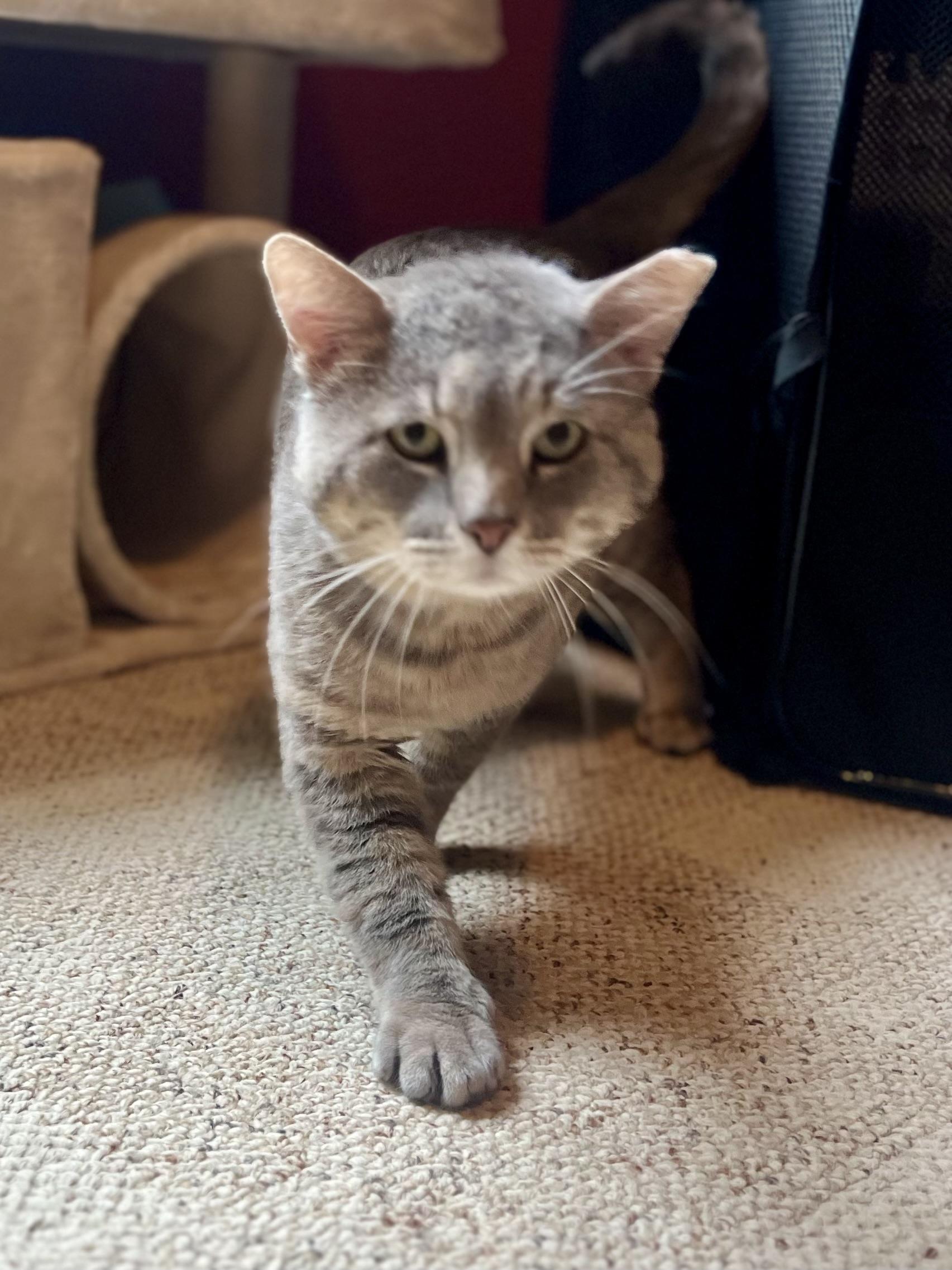 Cinder, a Adoptable Domestic Short Hair in Sedalia, MO image 1/5