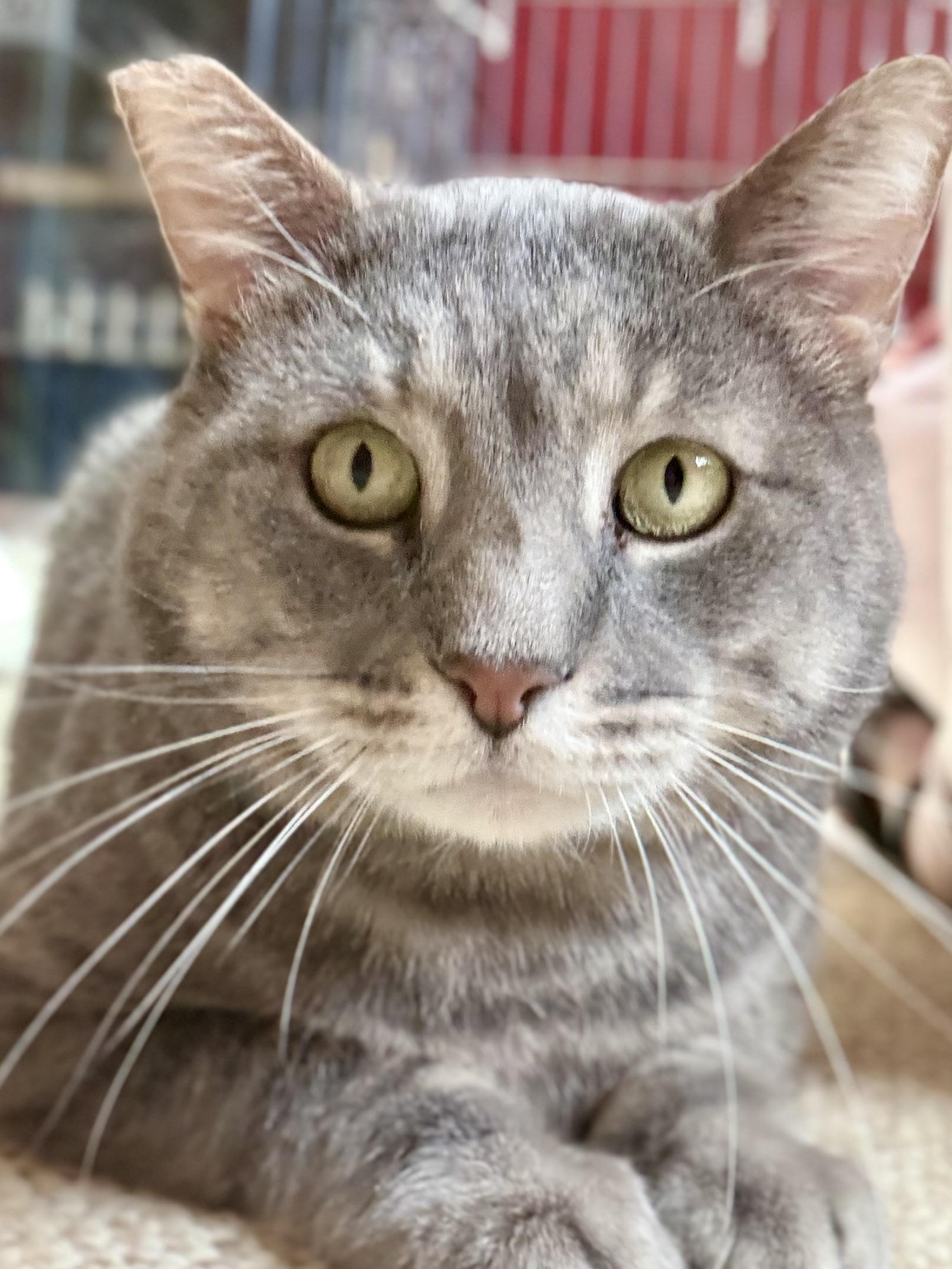 Cinder, an adoption pending Domestic Short Hair in Sedalia, MO image 1/5