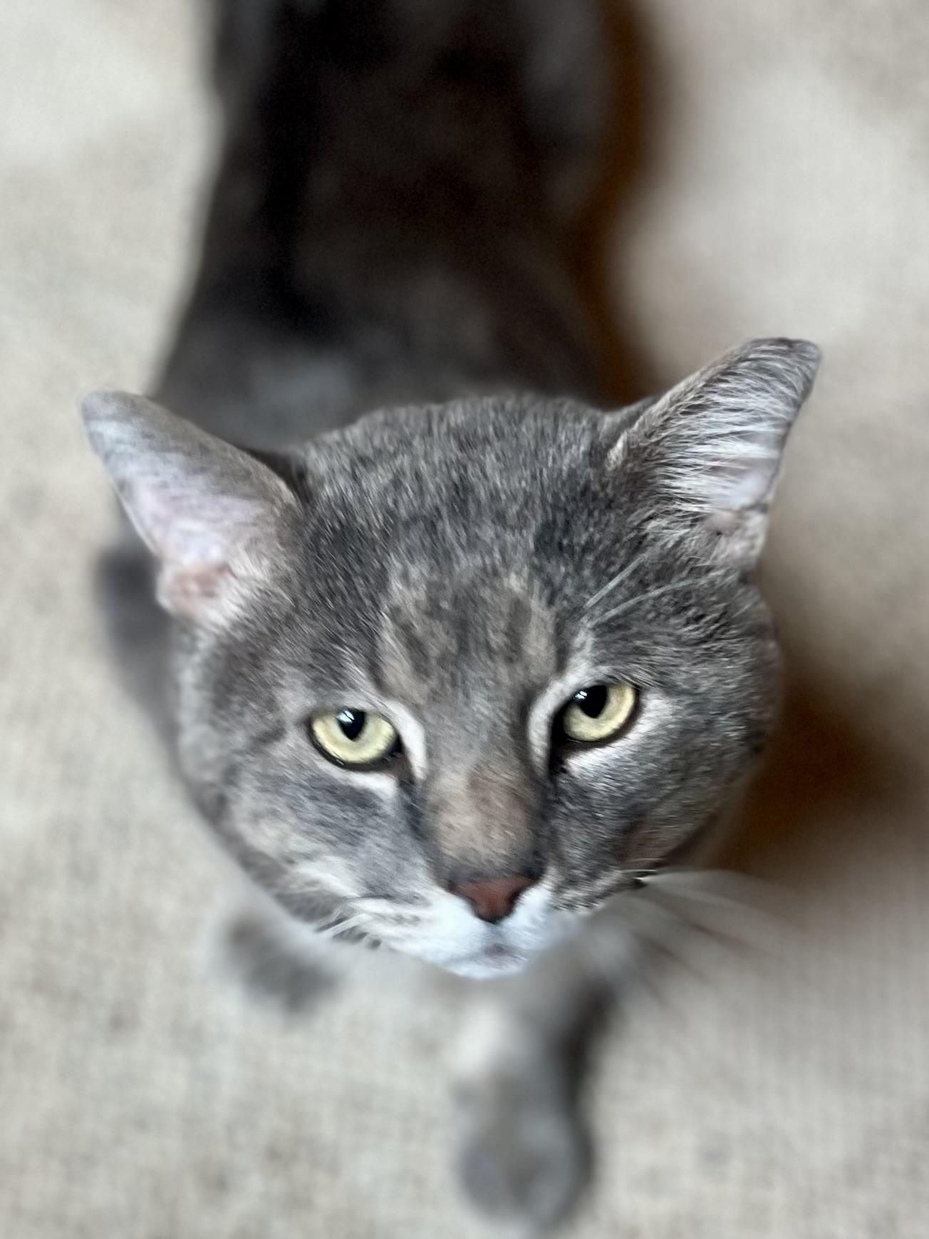 Cinder, a Adoptable Domestic Short Hair in Sedalia, MO image 2/5