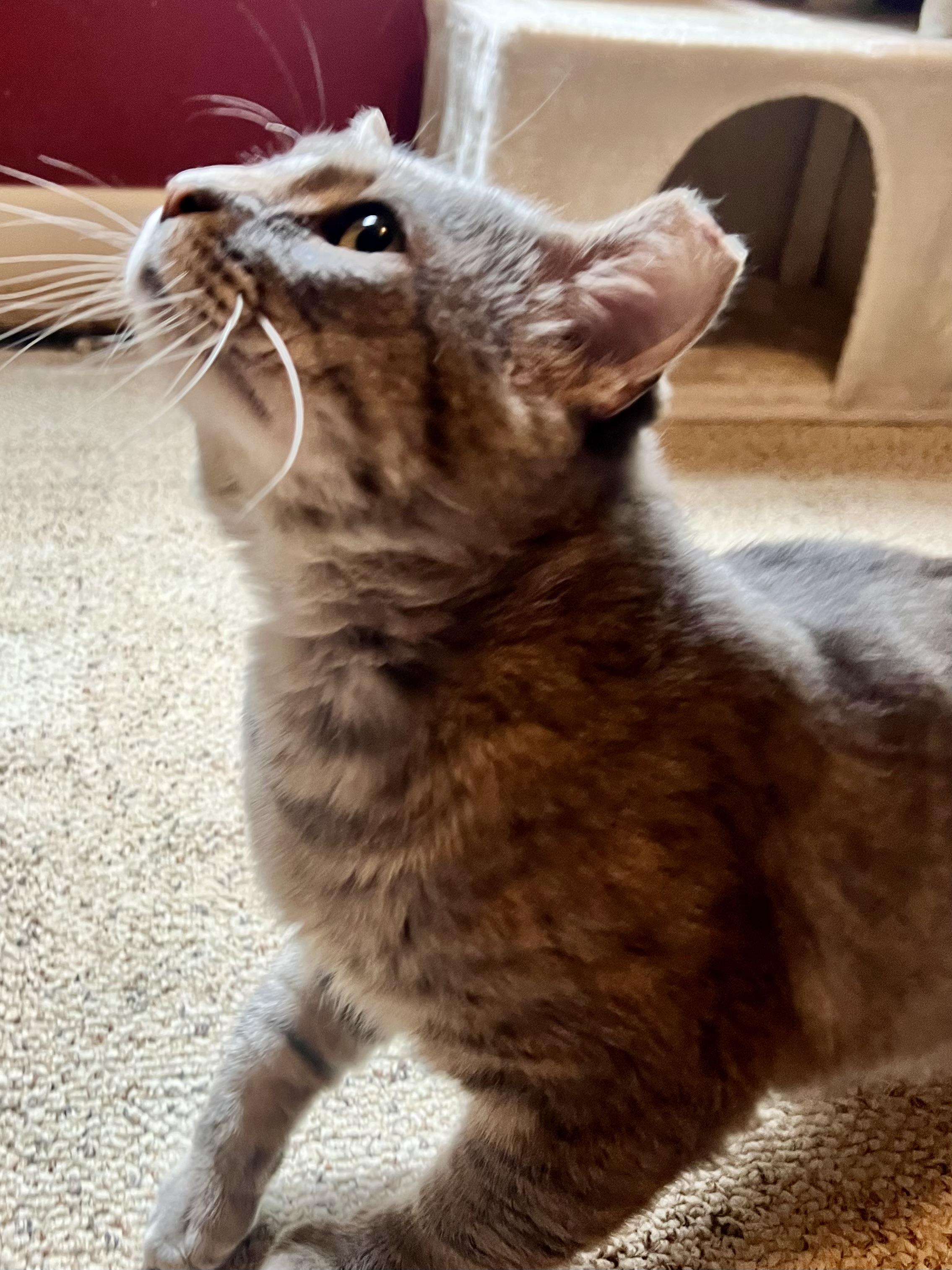 Cinder, a Adoptable Domestic Short Hair in Sedalia, MO image 3/5