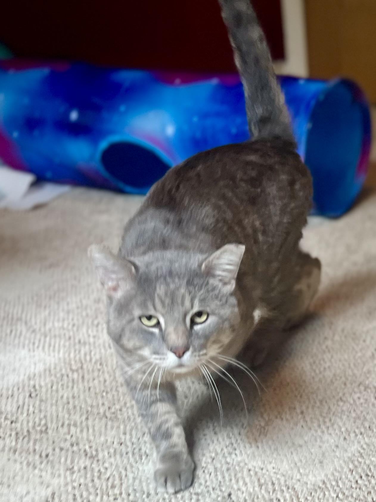 Cinder, a Adoptable Domestic Short Hair in Sedalia, MO image 4/5