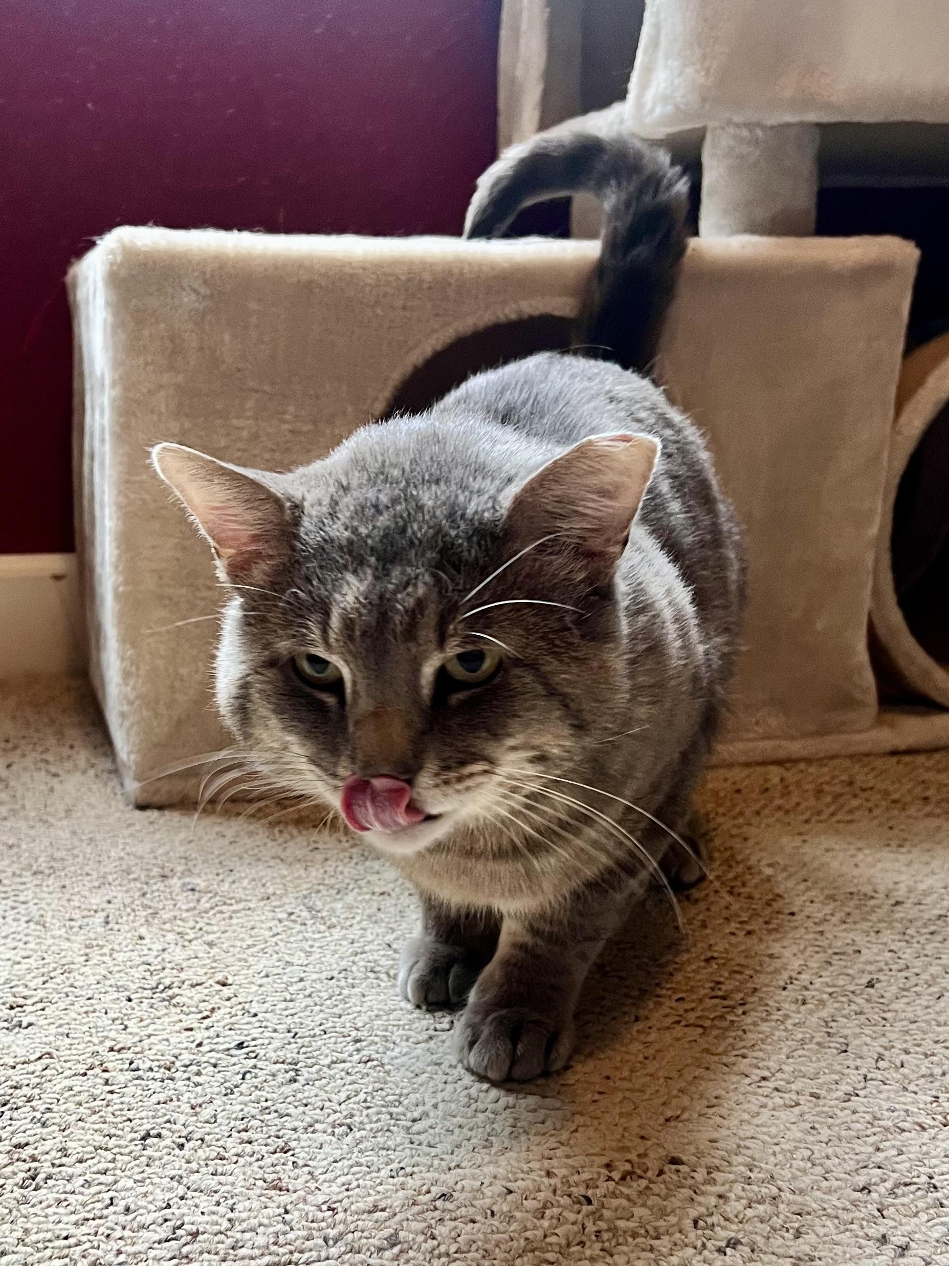 Cinder, a Adoptable Domestic Short Hair in Sedalia, MO image 5/5