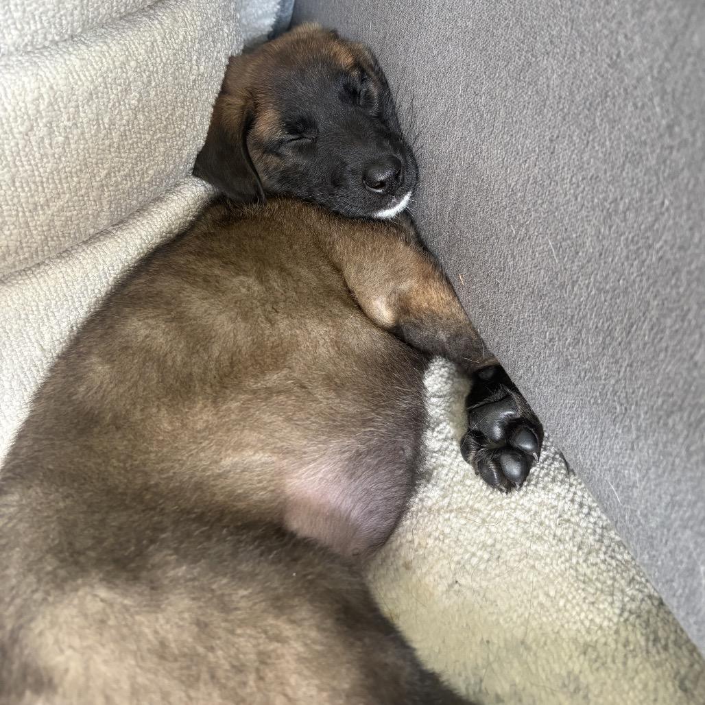 Lucy(teal collar), a Adoptable Belgian Shepherd / Malinois in Bellingham, WA image 2/6