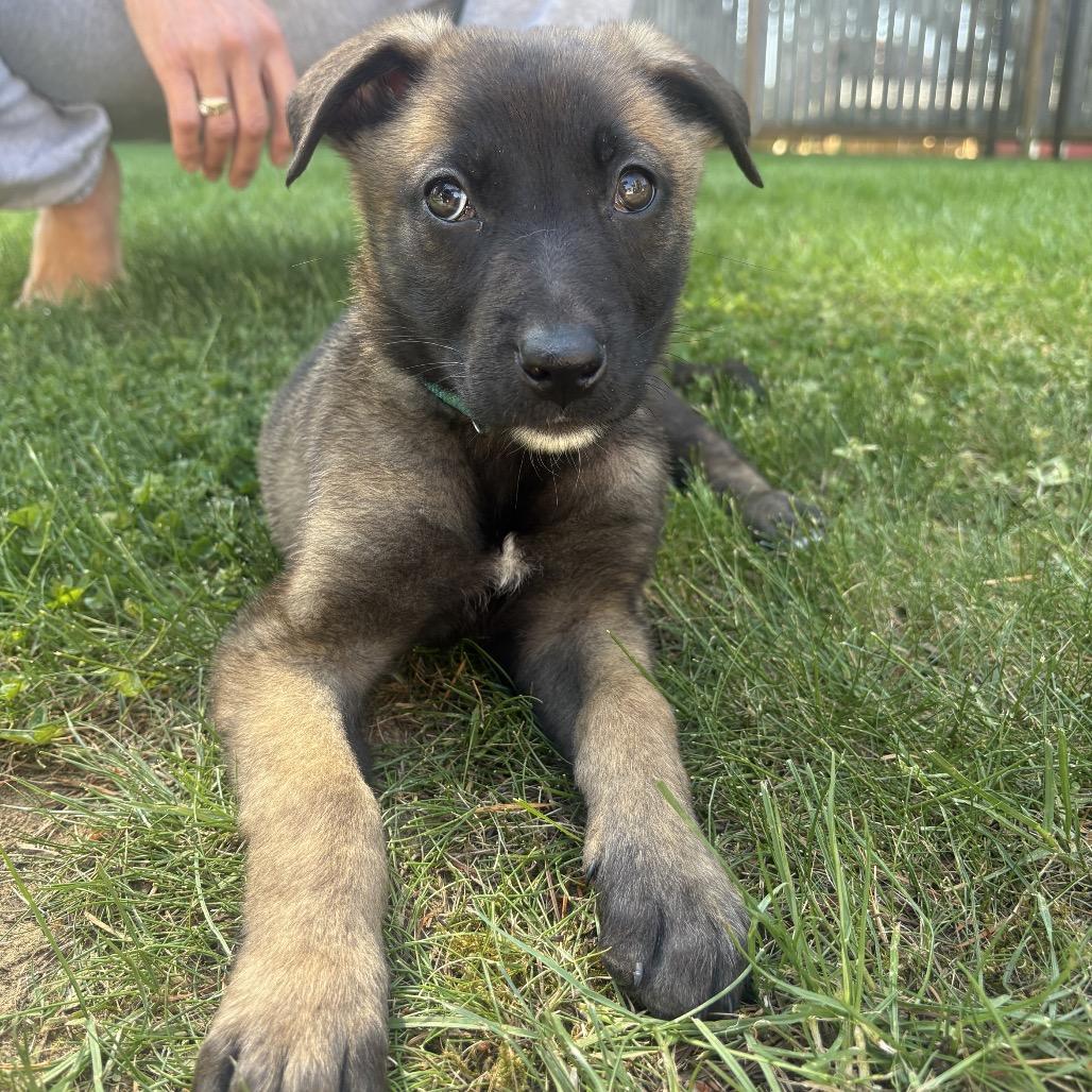 Lucy(teal collar), a Adoptable Belgian Shepherd / Malinois in Bellingham, WA image 3/6