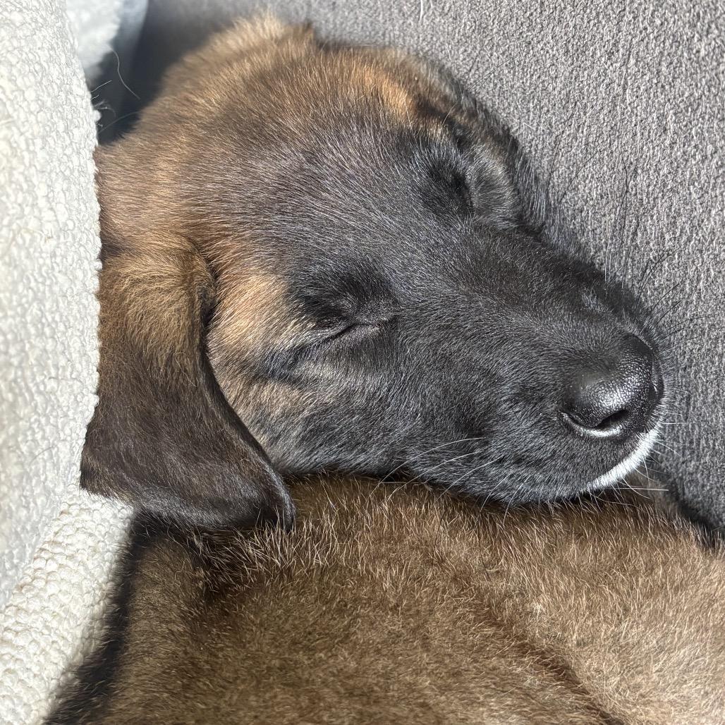 Lucy(teal collar), a Adoptable Belgian Shepherd / Malinois in Bellingham, WA image 4/6