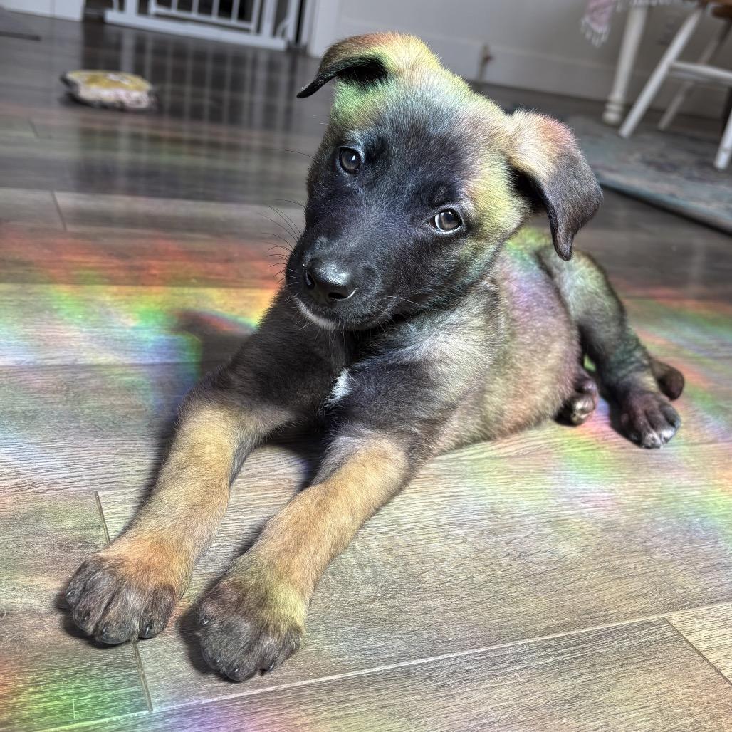 Lucy(teal collar), a Adoptable Belgian Shepherd / Malinois in Bellingham, WA image 6/6