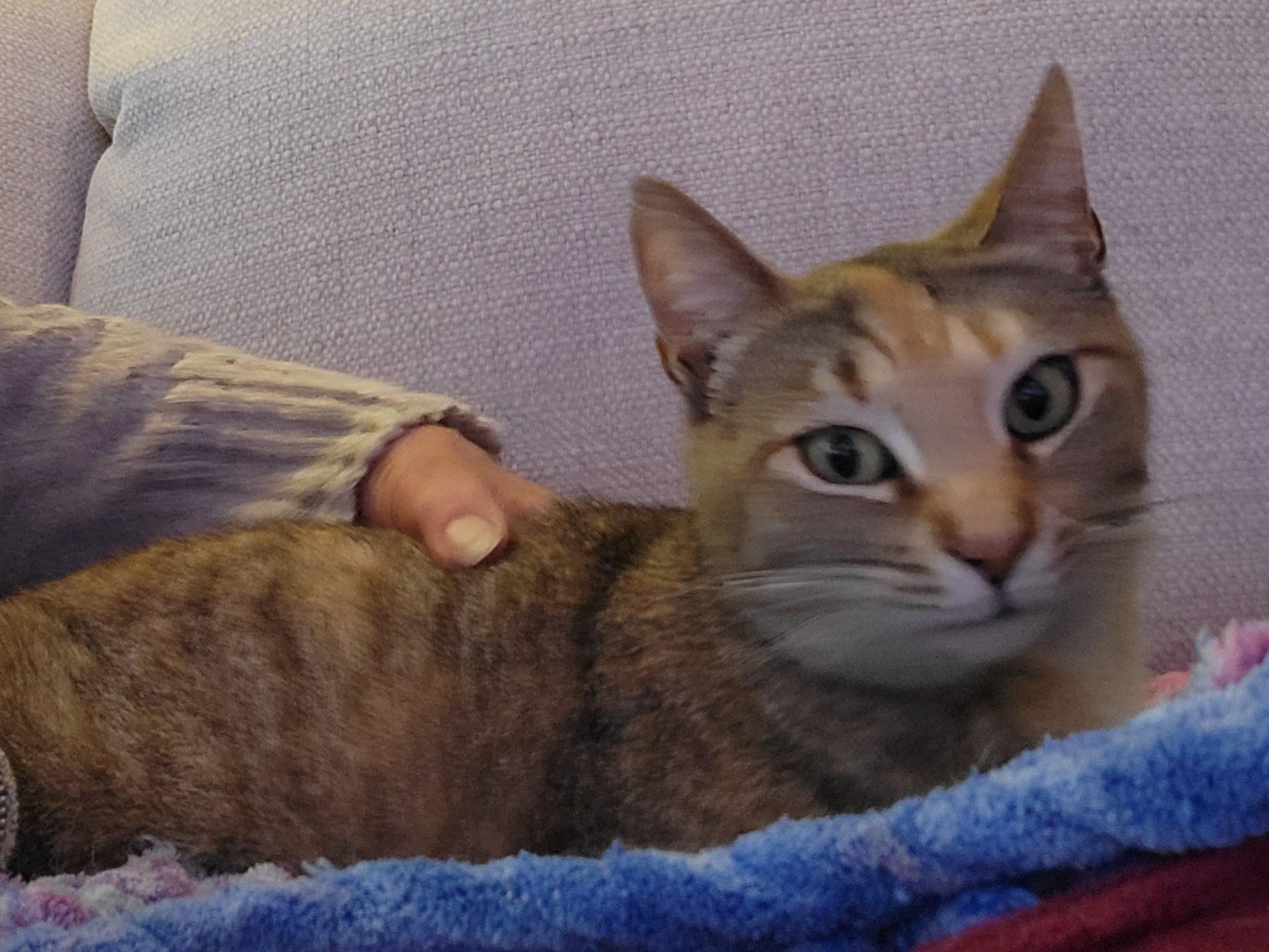 Enlarge Gracie, a Adoptable Domestic Short Hair in Knoxville, TN image 2/2