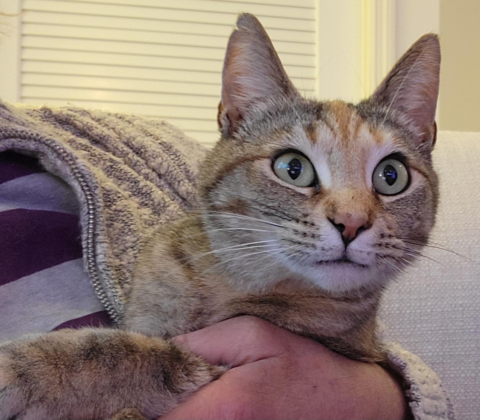 Enlarge Gracie, a Adoptable Domestic Short Hair in Knoxville, TN image 1/2